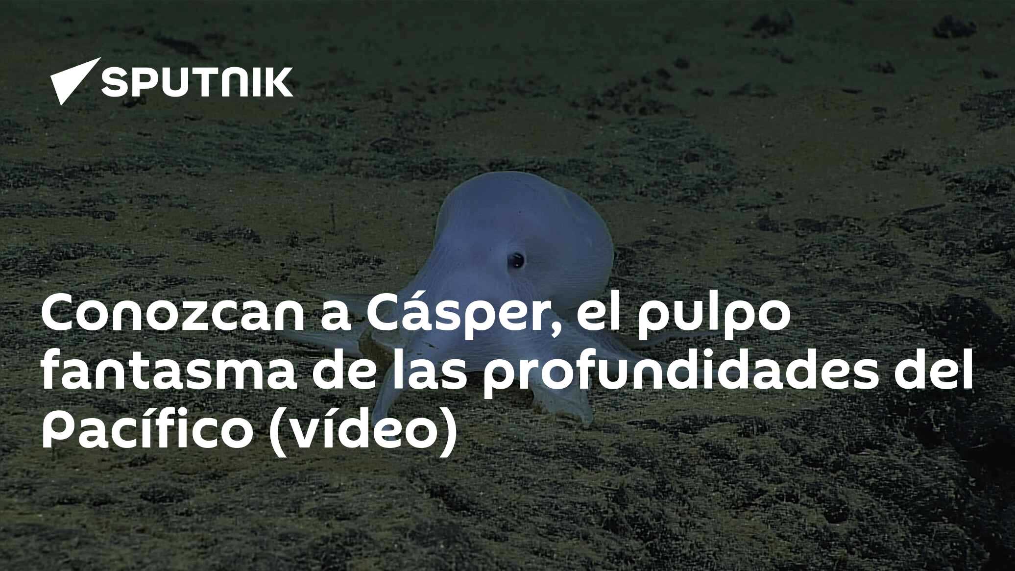 Conozcan a Cásper, el pulpo fantasma de las profundidades del Pacífico ...