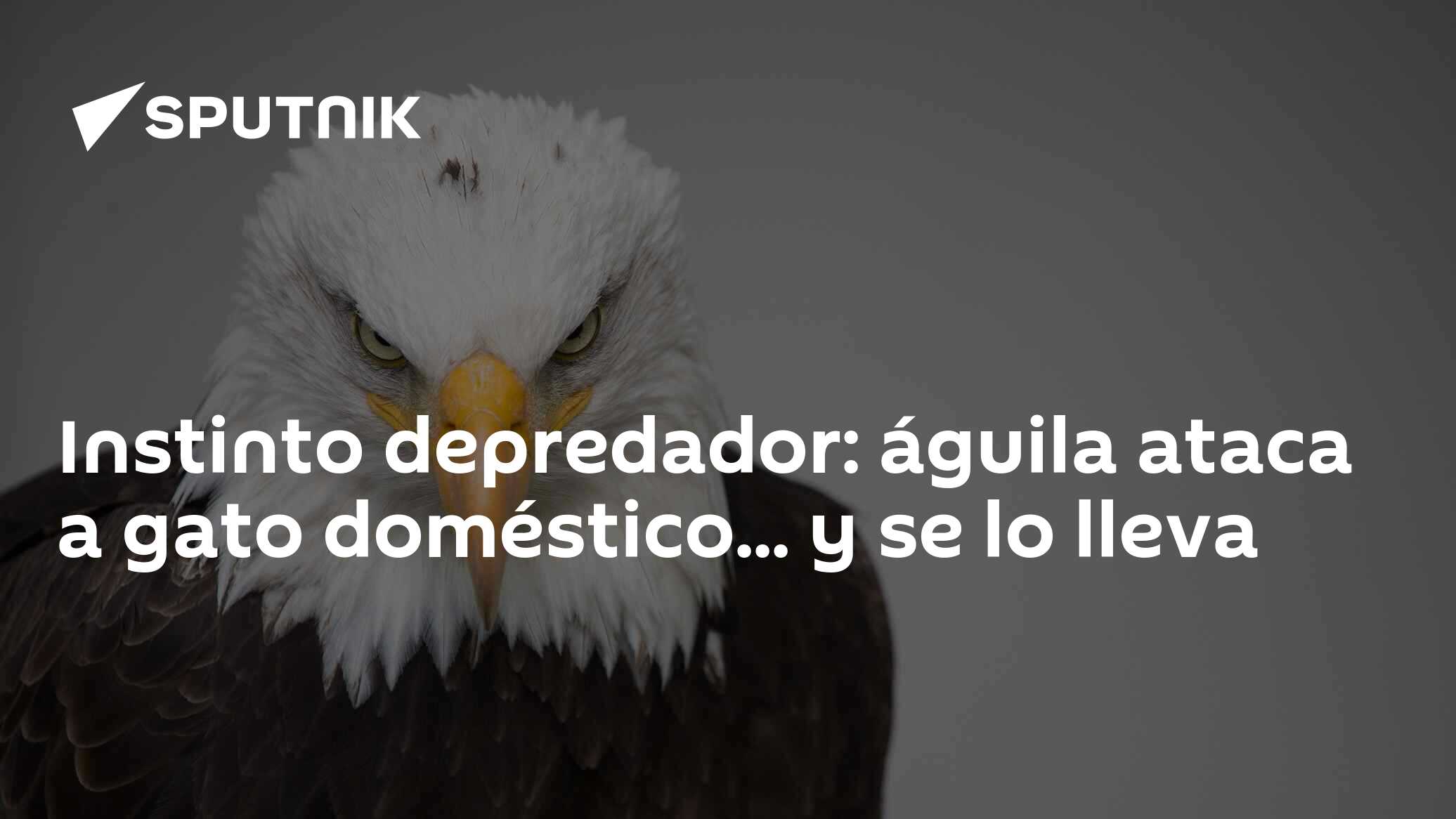 Instinto depredador: águila ataca a gato doméstico... y se lo lleva -  , Sputnik Mundo