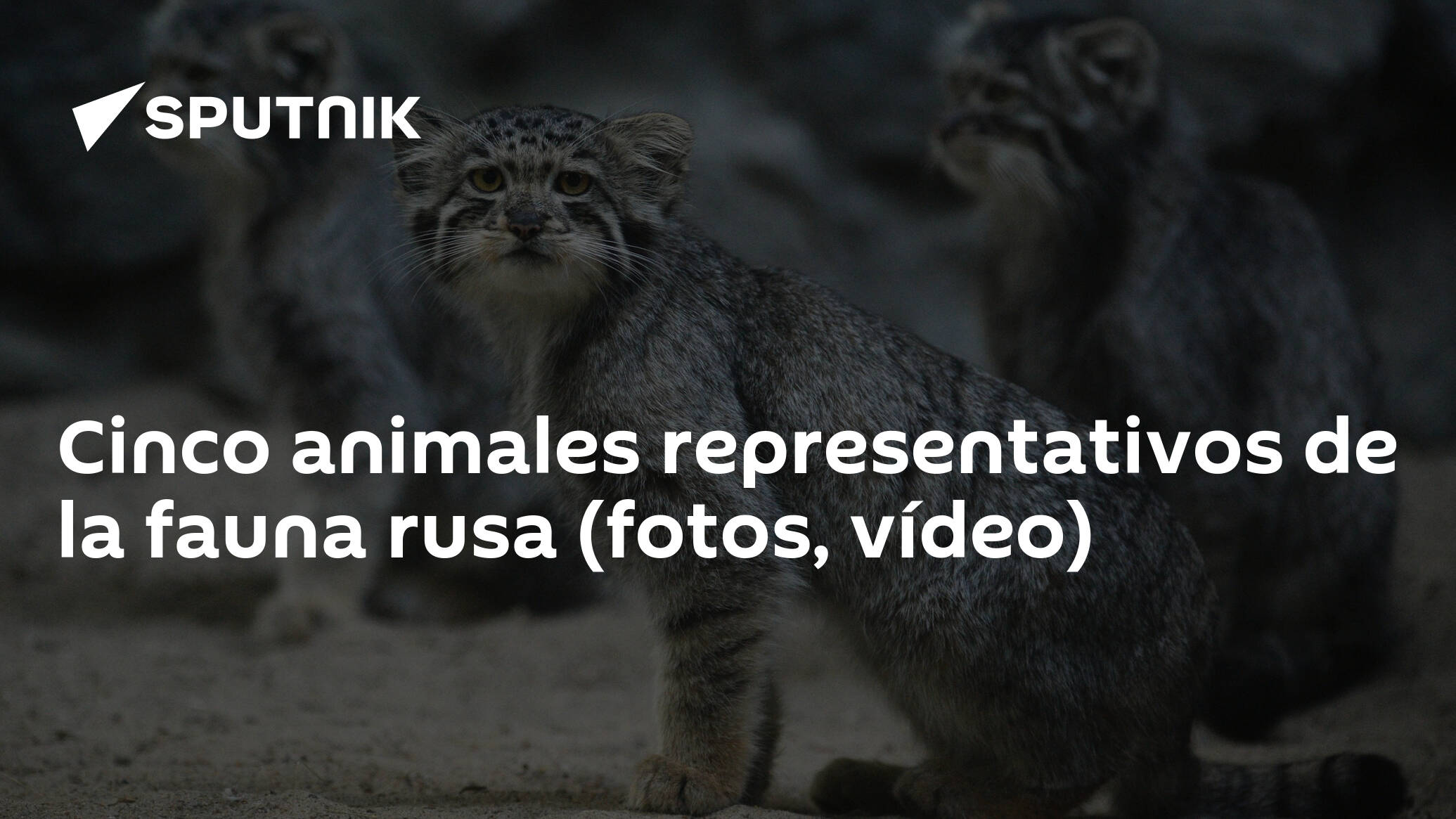 Cinco animales representativos de la fauna rusa (fotos, vídeo) -  , Sputnik Mundo