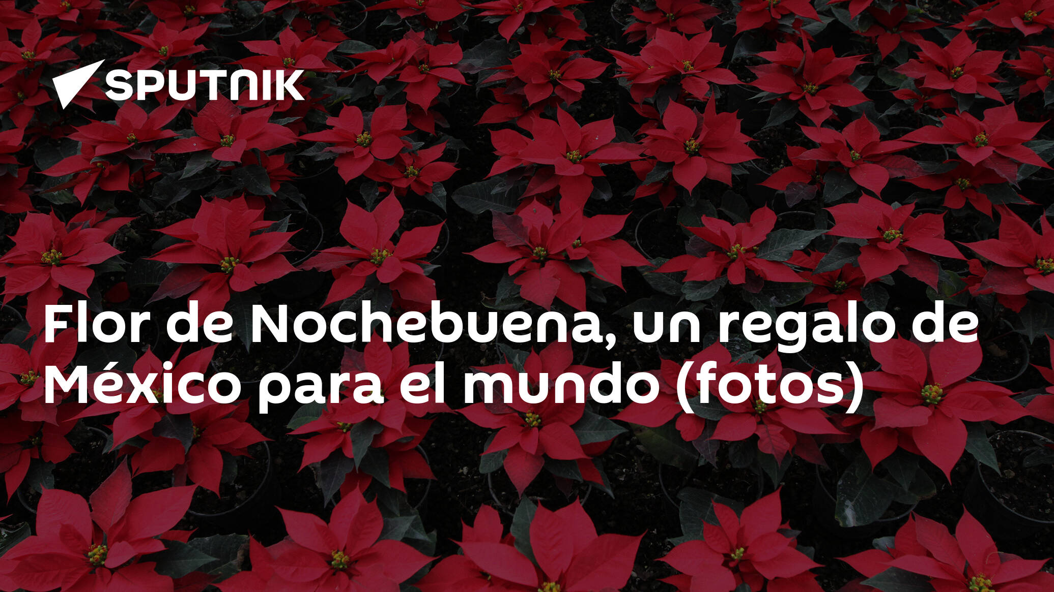 Flor de Nochebuena, un regalo de México para el mundo (fotos) ,  Sputnik Mundo