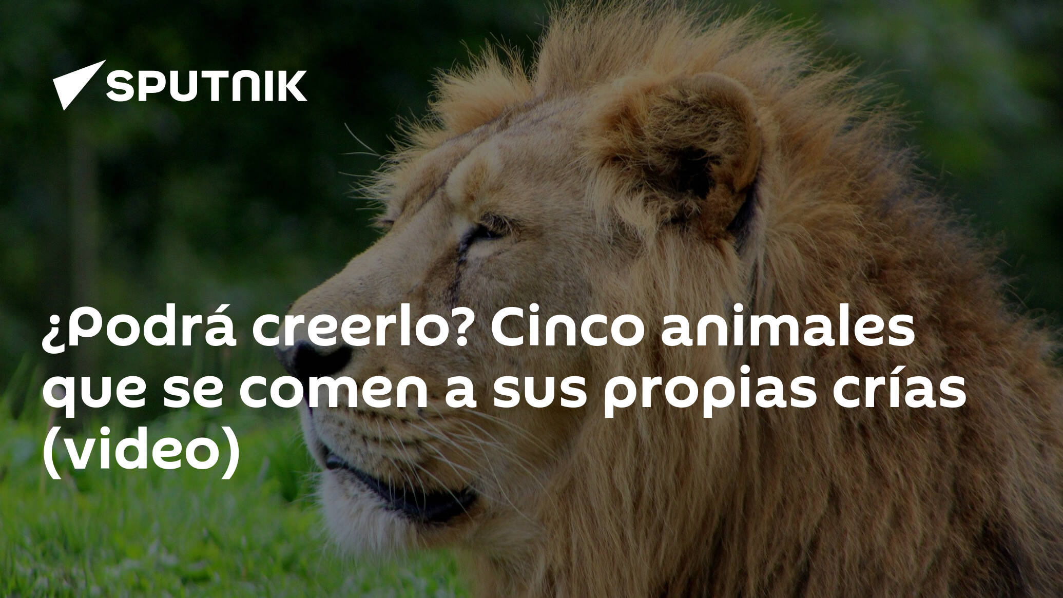 Podrá creerlo? Cinco animales que se comen a sus propias crías (video) -  , Sputnik Mundo