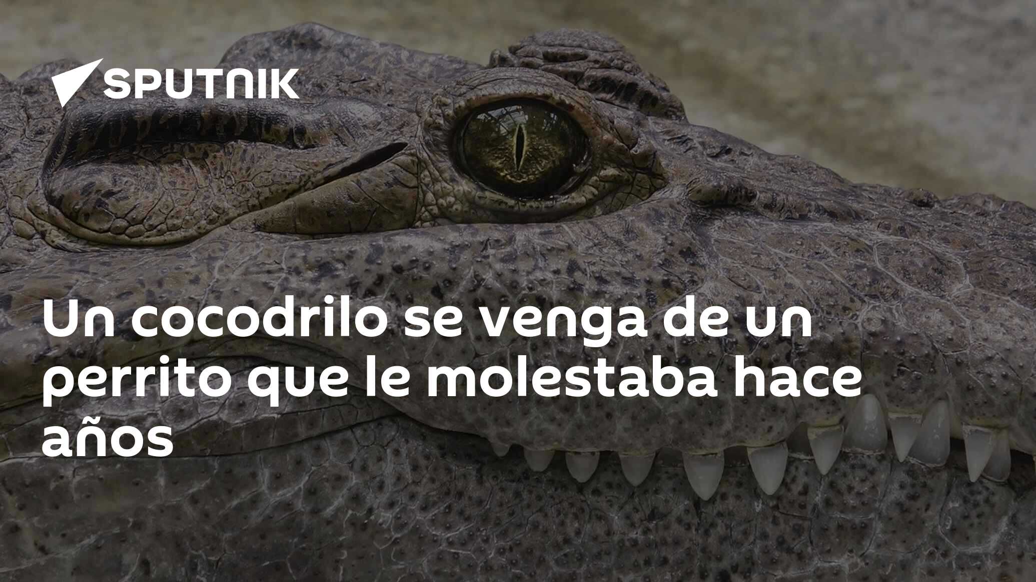 Un cocodrilo se venga de un perrito que le molestaba hace años -  , Sputnik Mundo