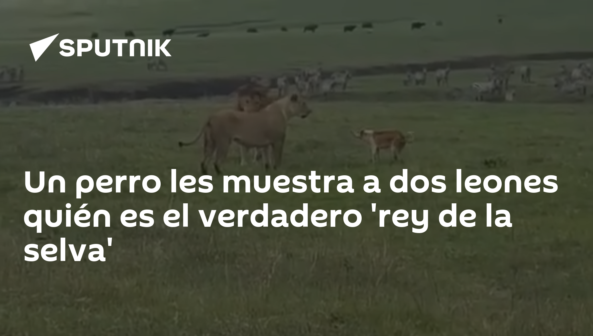 Un perro les muestra a dos leones quién es el verdadero 'rey de la selva' -  , Sputnik Mundo