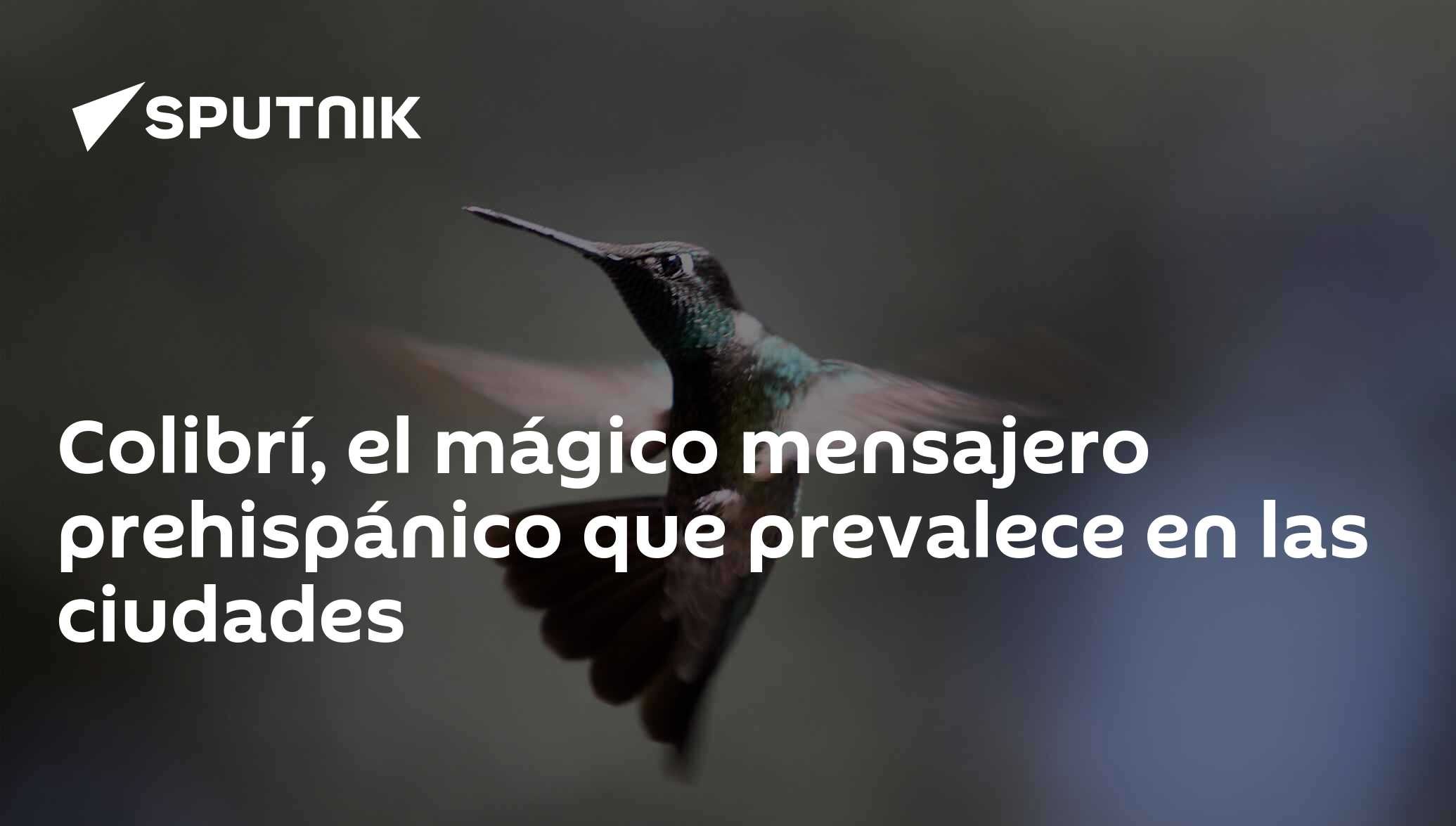 Colibrí, el mágico mensajero prehispánico que prevalece en las ciudades -  , Sputnik Mundo