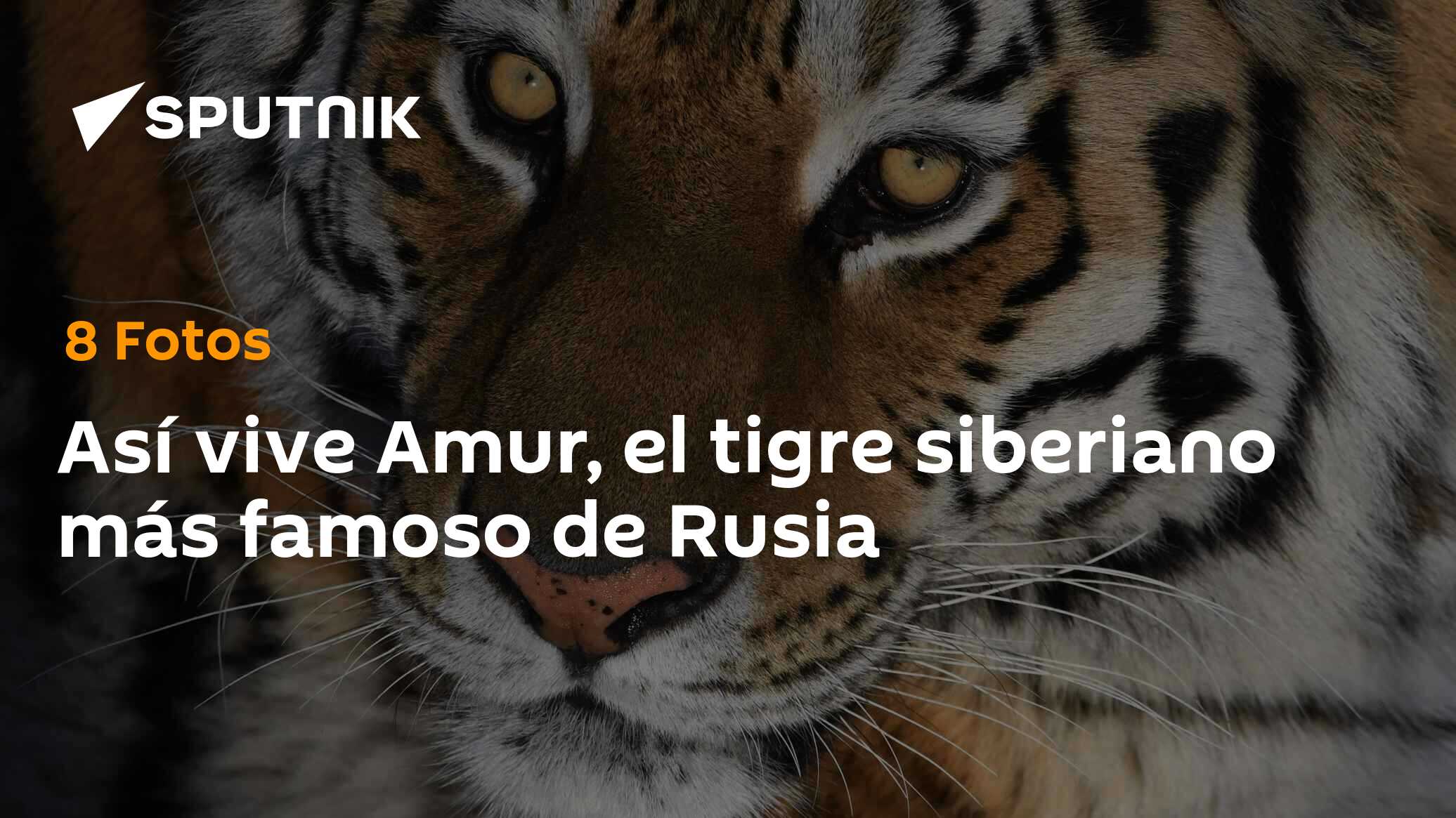 Así vive Amur, el tigre siberiano más famoso de Rusia , Sputnik  Mundo