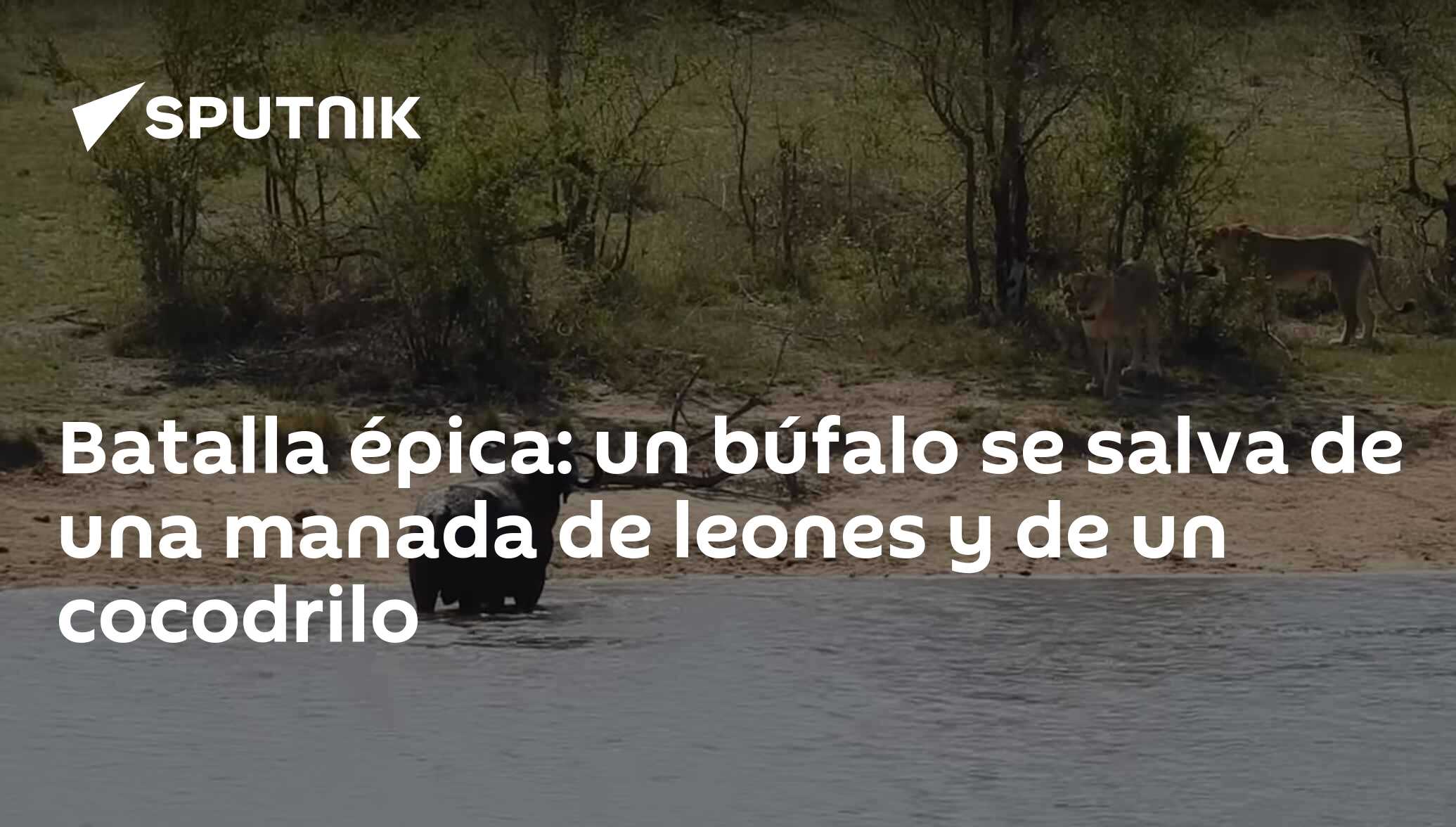 Batalla épica: un búfalo se salva de una manada de leones y de un cocodrilo  , Sputnik Mundo