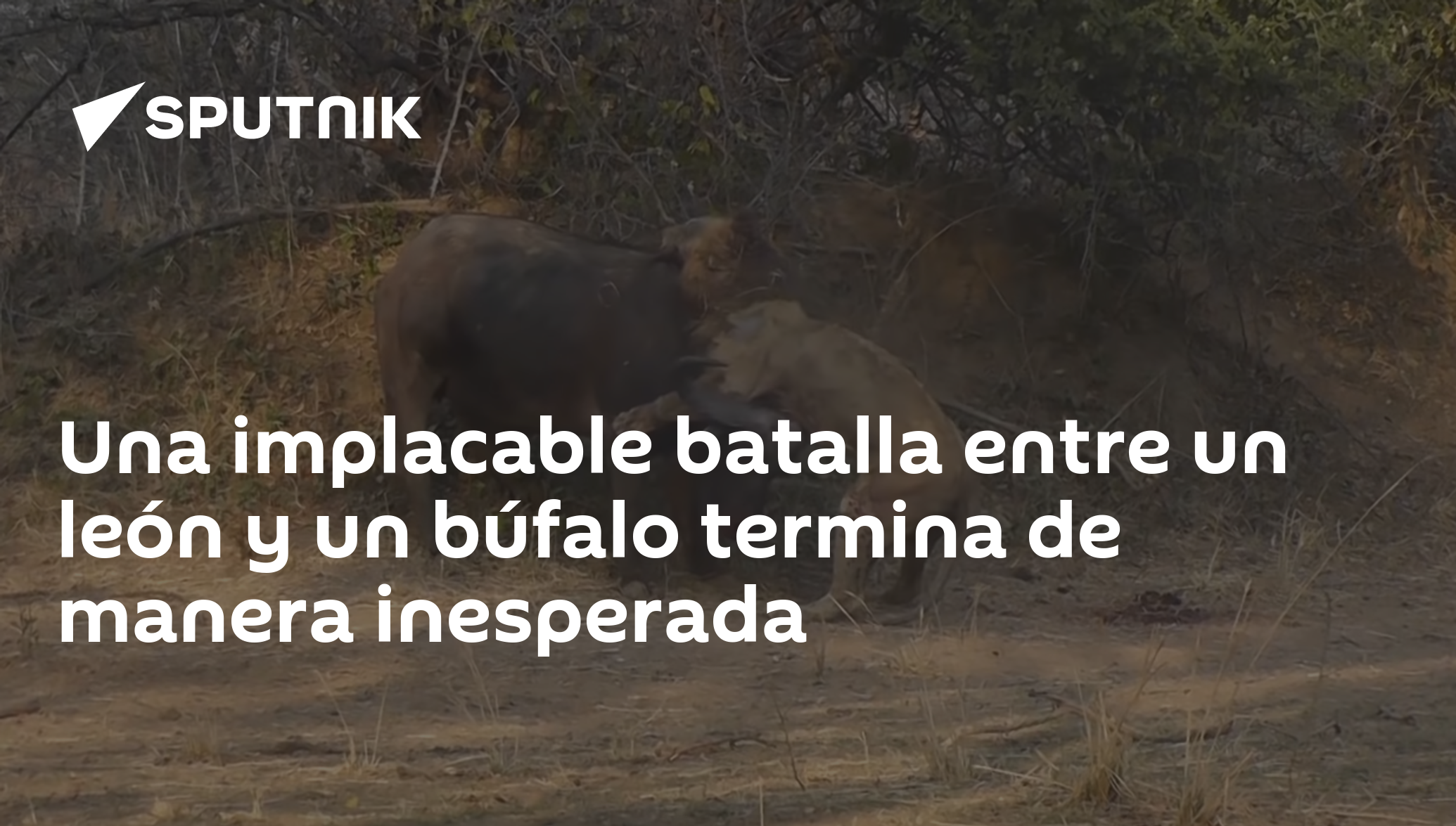 Una implacable batalla entre un león y un búfalo termina de manera  inesperada , Sputnik Mundo