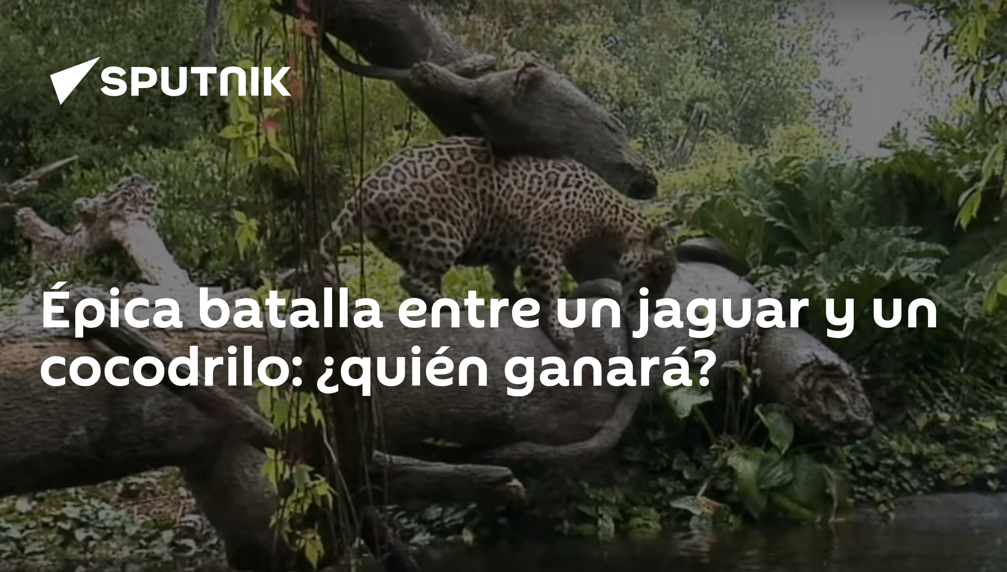 Épica batalla entre un jaguar y un cocodrilo: ¿quién ganará? ,  Sputnik Mundo