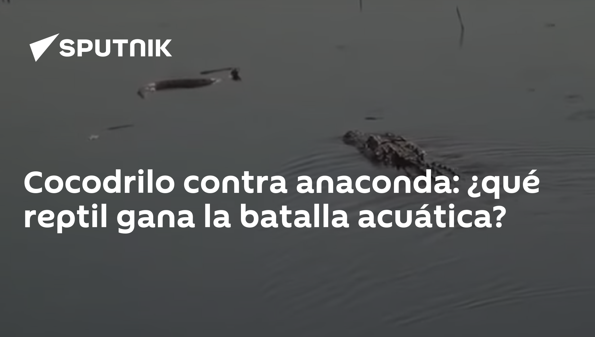 Cocodrilo contra anaconda: ¿qué reptil gana la batalla acuática? -  , Sputnik Mundo
