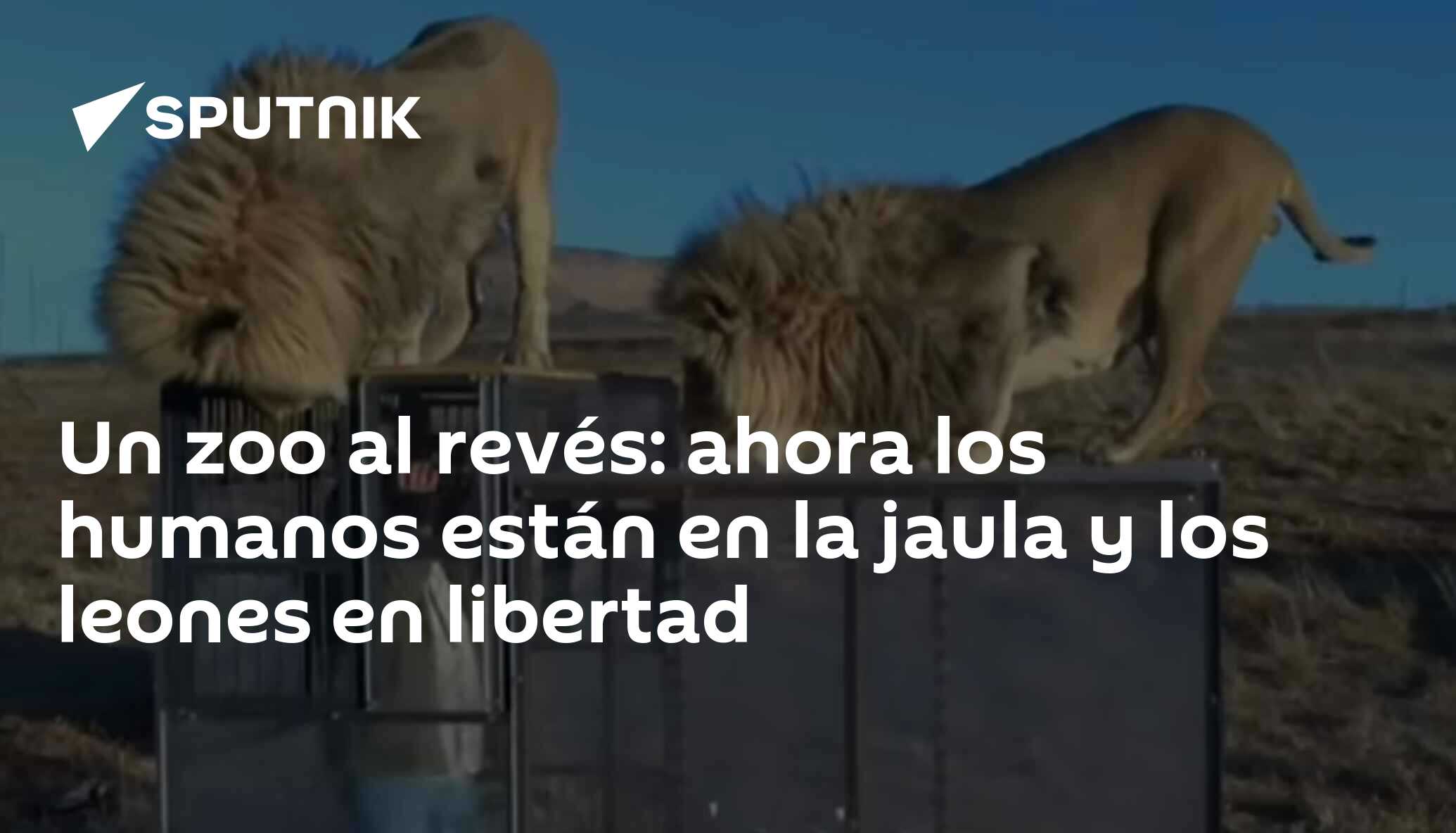 Un zoo al revés: ahora los humanos están en la jaula y los leones en  libertad , Sputnik Mundo