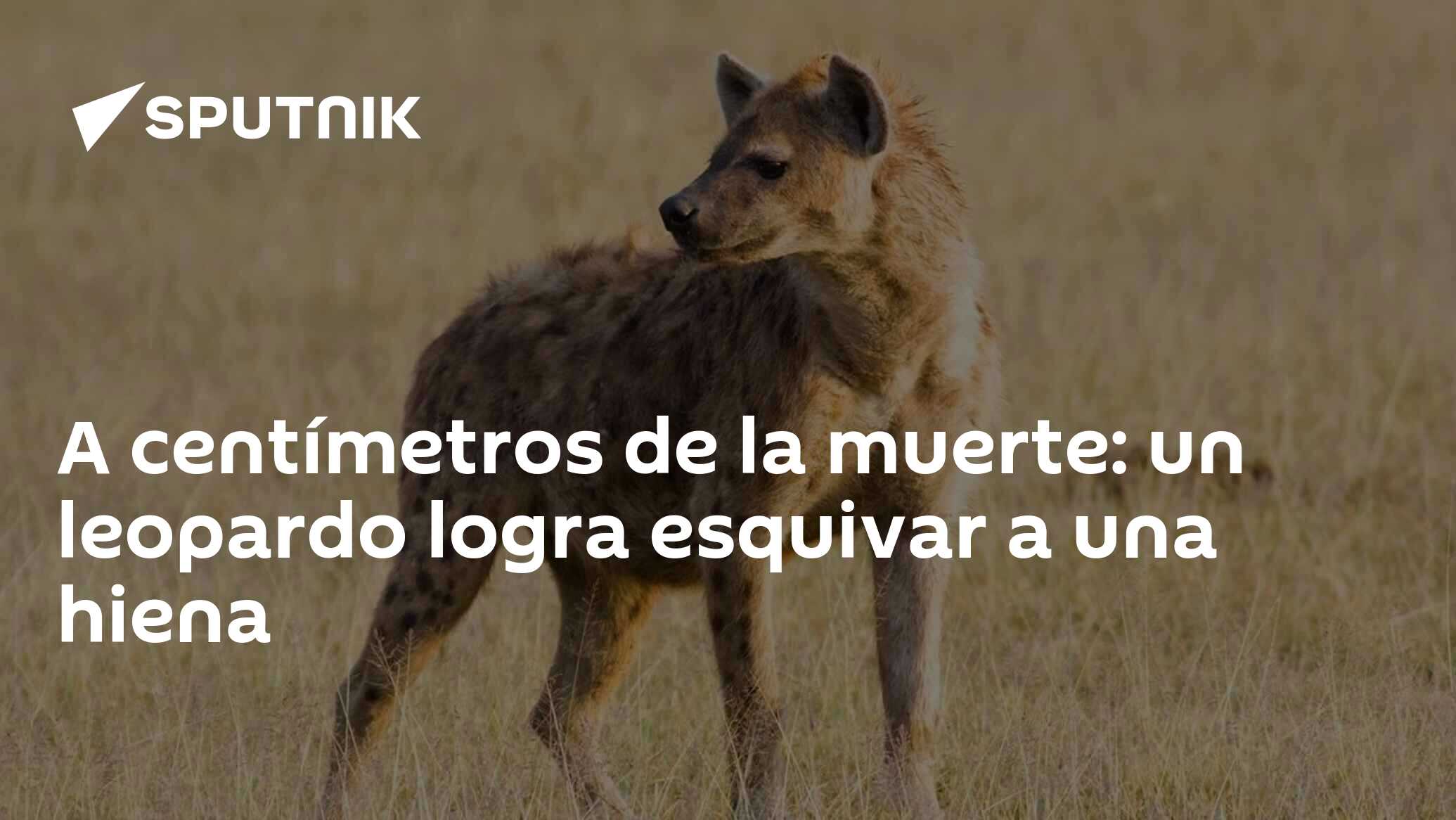 A centímetros de la muerte: un leopardo logra esquivar a una hiena -  , Sputnik Mundo