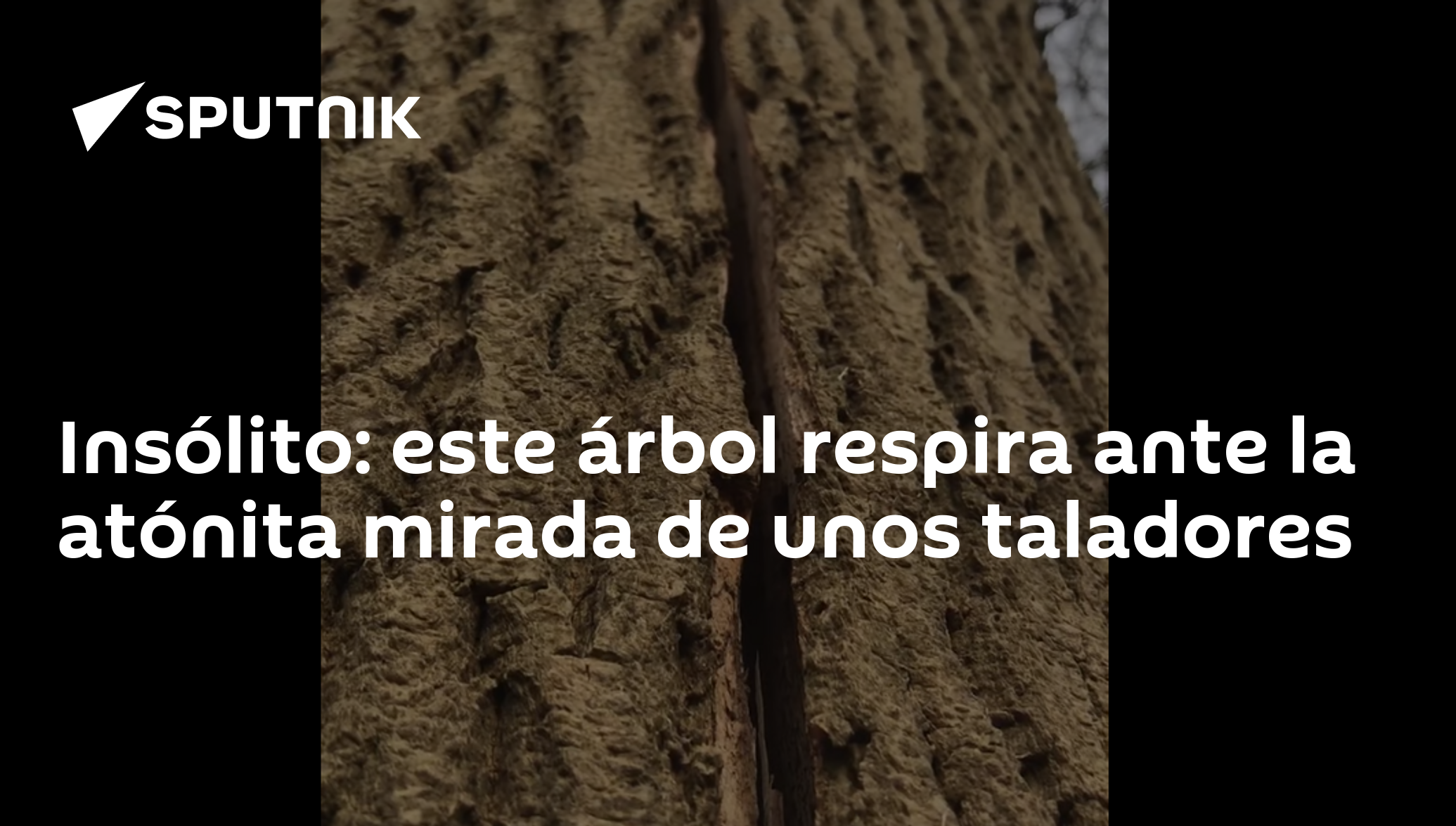 Insólito: este árbol respira ante la atónita mirada de unos taladores -  06.03.2020, Sputnik Mundo
