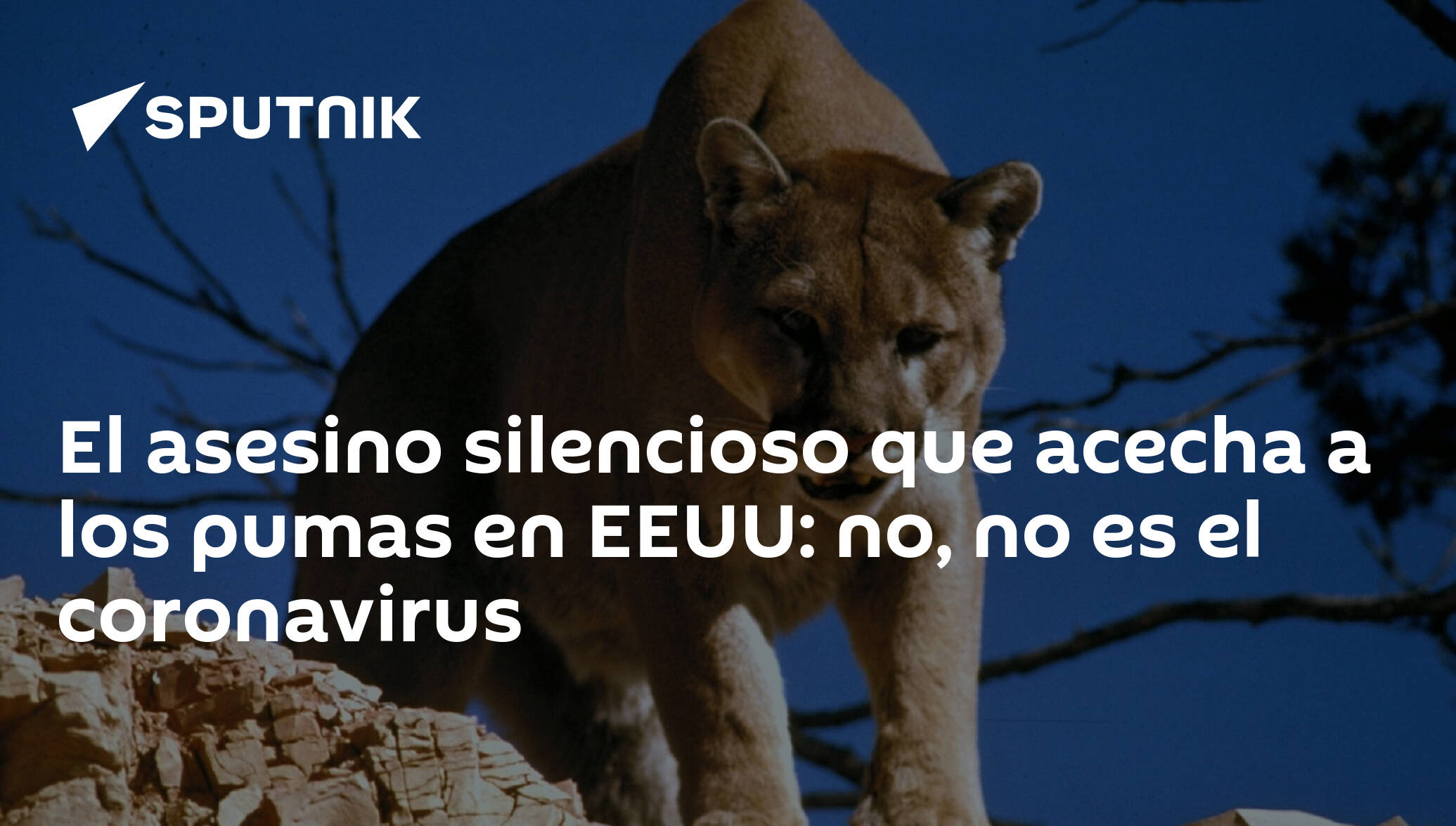 El asesino silencioso que acecha a los pumas en EEUU: no, no es el  coronavirus , Sputnik Mundo