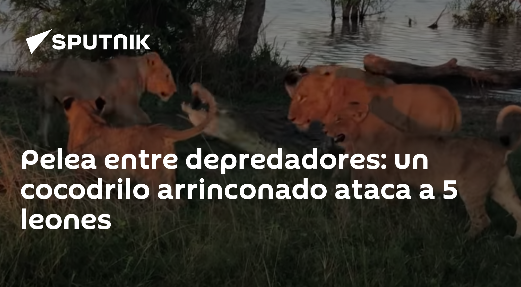 Pelea entre depredadores: un cocodrilo arrinconado ataca a 5 leones -  , Sputnik Mundo