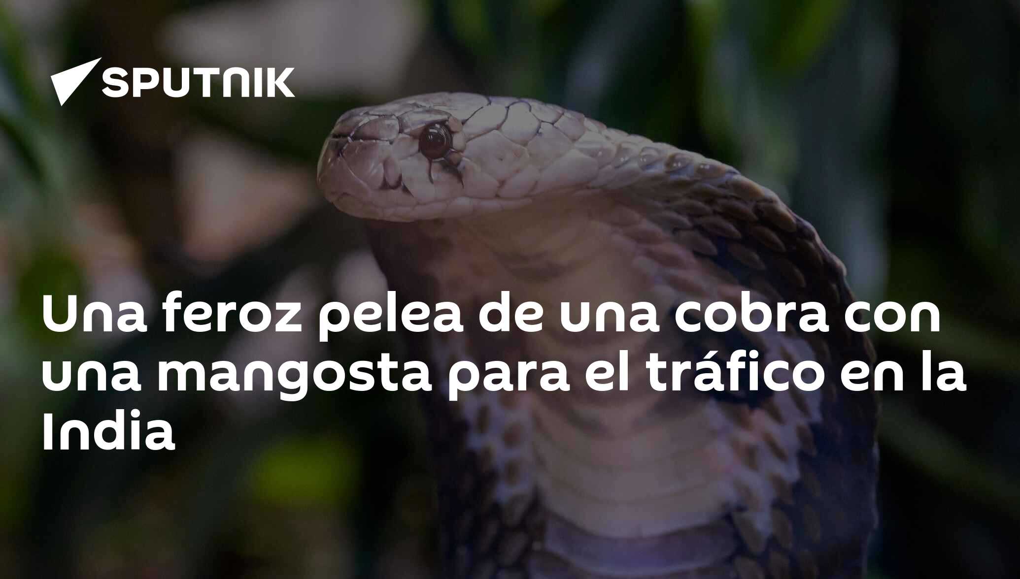 Una feroz pelea de una cobra con una mangosta para el tráfico en la