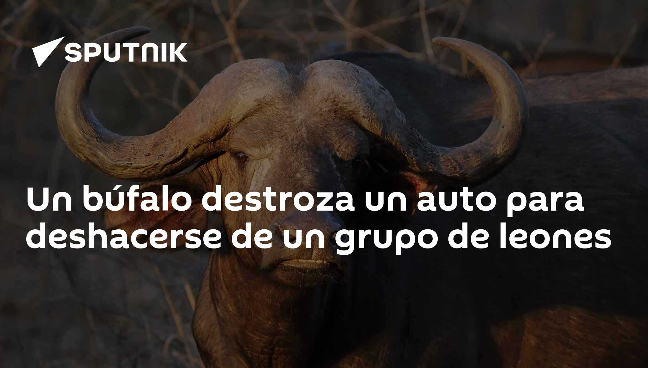 Un búfalo destroza un auto para deshacerse de un grupo de leones -  , Sputnik Mundo