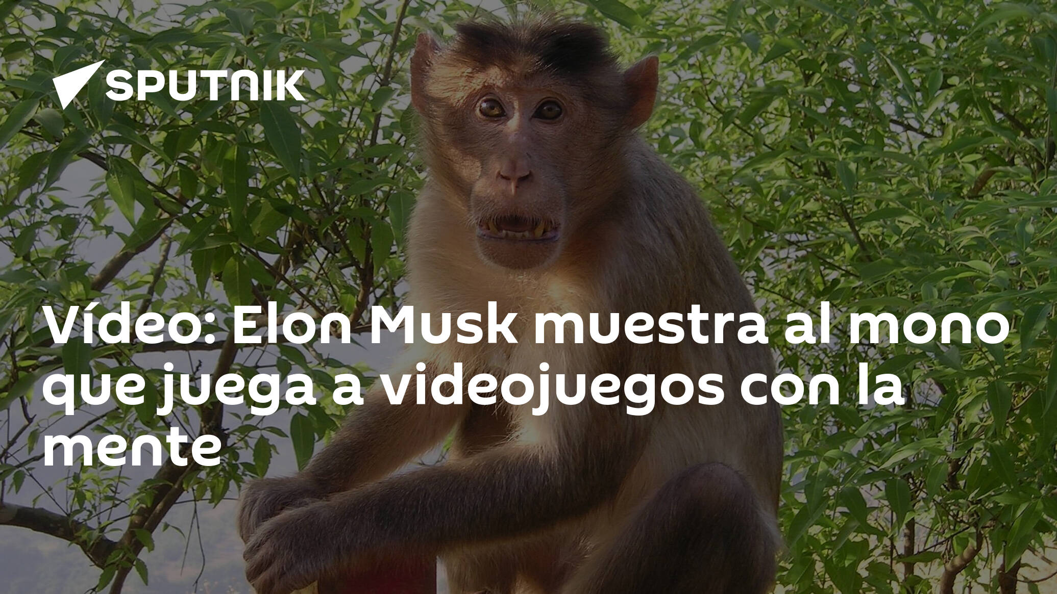 Vídeo: Elon Musk muestra al mono que juega a videojuegos con la mente -  09.04.2021, Sputnik Mundo