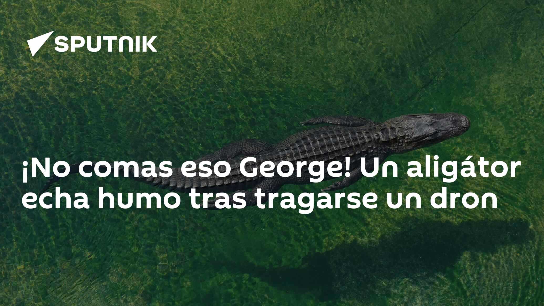 Un aligátor atrapa un dron al vuelo y se arrepiente de inmediato al  llenársele la boca de humo (VIDEO) - RT
