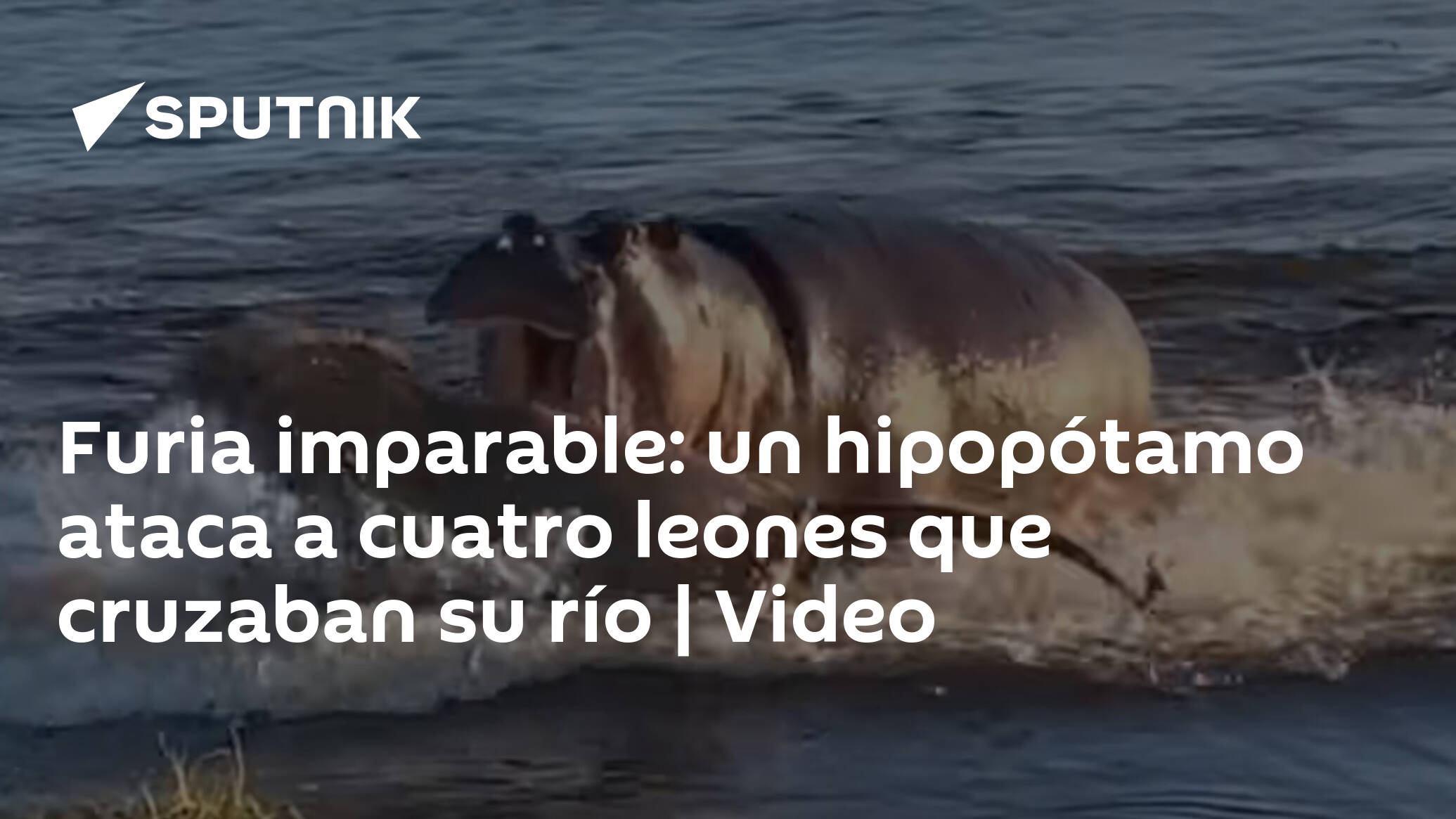 Furia imparable: un hipopótamo ataca a cuatro leones que cruzaban su río |  Video , Sputnik Mundo