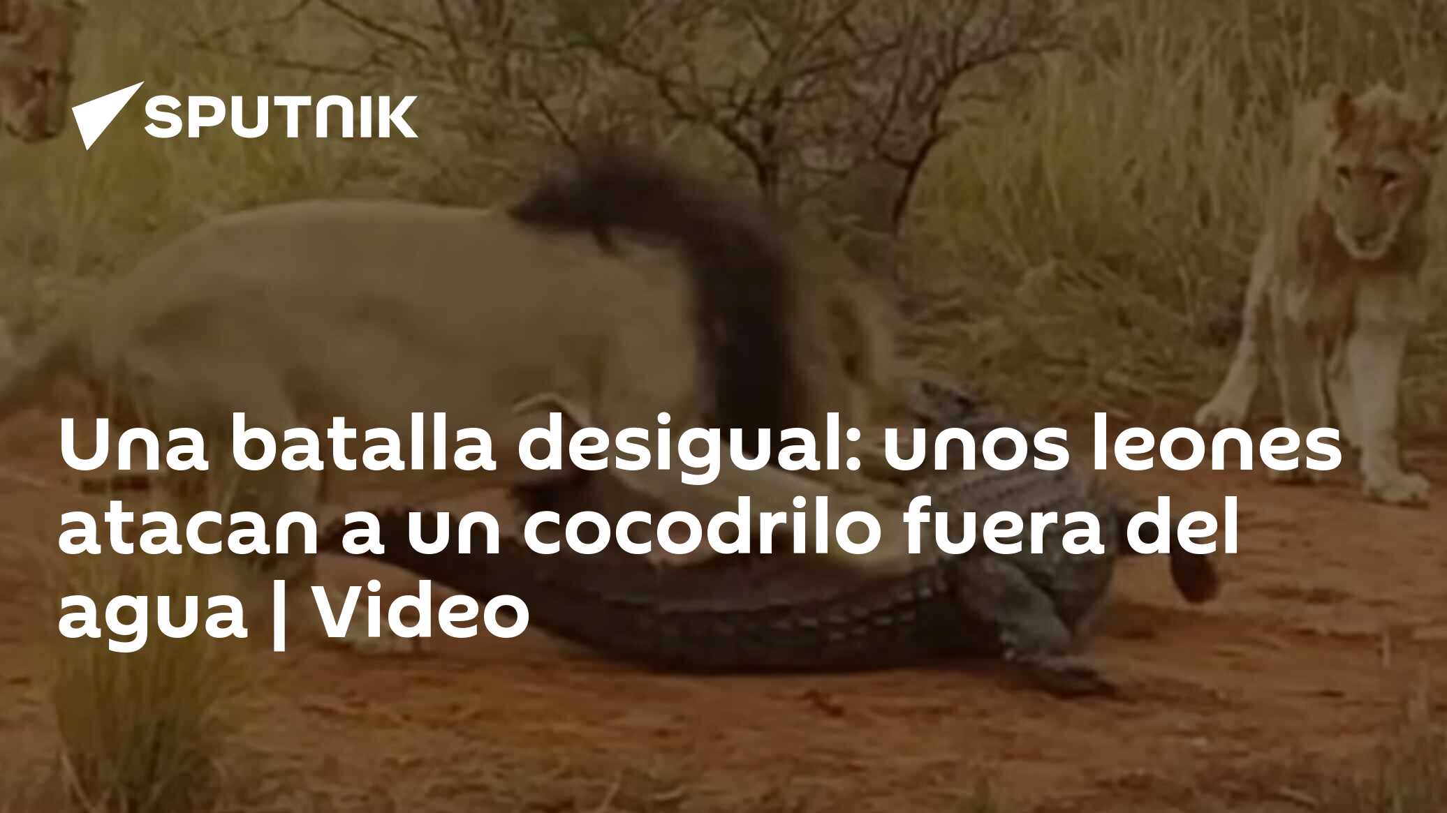 Una batalla desigual: unos leones atacan a un cocodrilo fuera del agua |  Video , Sputnik Mundo