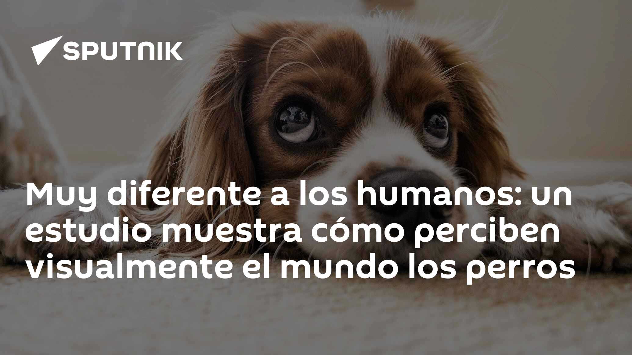 pueden los perros diferenciar entre humanos y perros