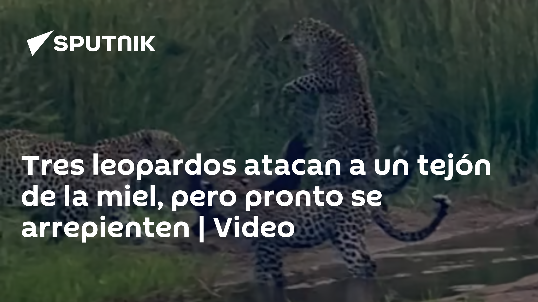 tejón de miel vs leopardo