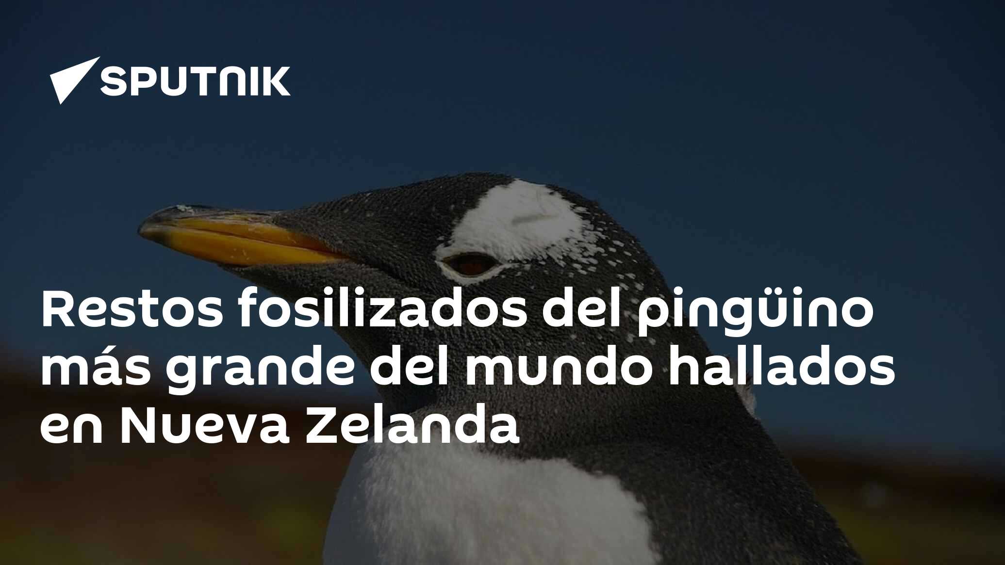 Restos Fosilizados Del Pingüino Más Grande Del Mundo Hallados En Nueva