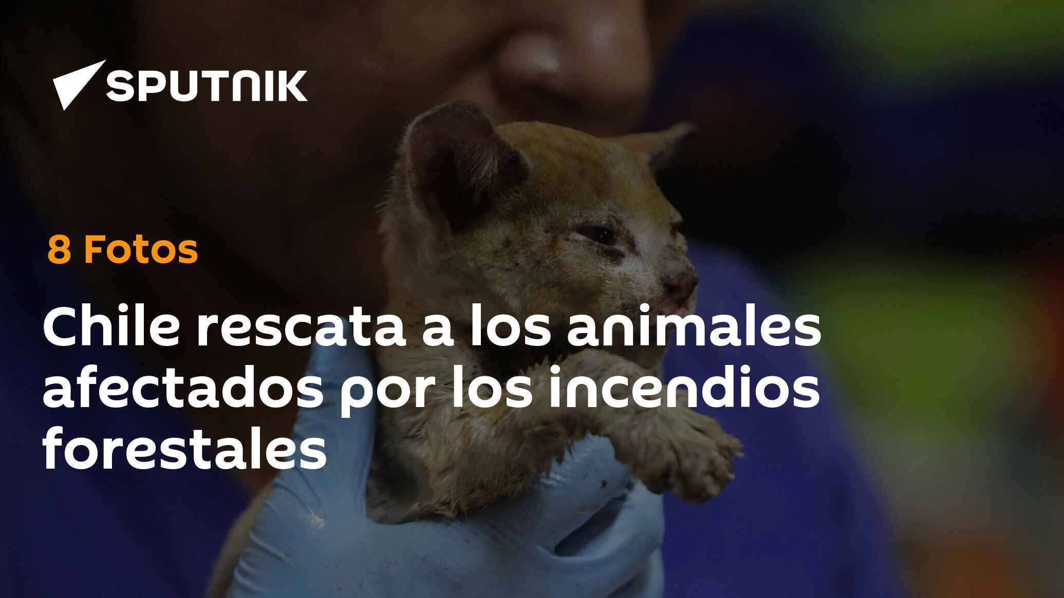 Chile Rescata A Los Animales Afectados Por Los Incendios Forestales ...