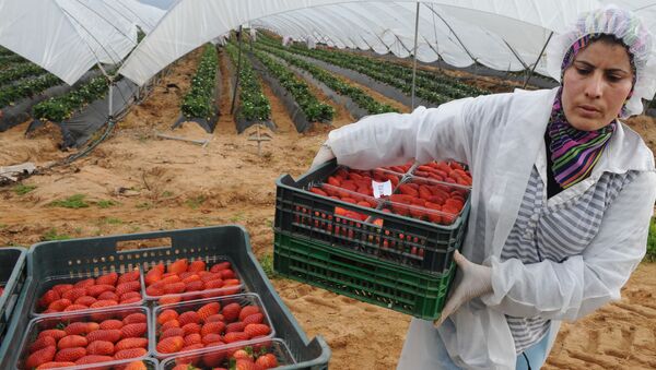 Una mujer marroquí recoge fresas en Huelva - Sputnik Mundo
