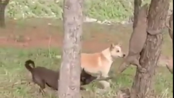 Dos perros atacan a un lagarto - Sputnik Mundo