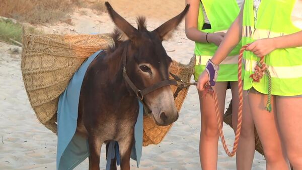 Los burros limpiacostas ayudan a los voluntarios a limpiar el plástico de las playas en España - Sputnik Mundo