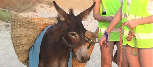 Los burros limpiacostas ayudan a los voluntarios a limpiar el plástico de las playas en España Los burros limpiacostas ayudan a los voluntarios a limpiar el plástico de las playas en España - Sputnik Mundo
