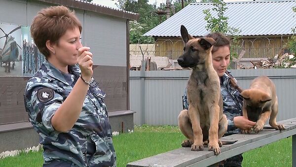 Entrenamiento de los cachorros, futuros policías de San Petersburgo - Sputnik Mundo