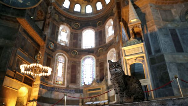 El gato Gli en la mezquita Santa Sofía, en Estambul - Sputnik Mundo