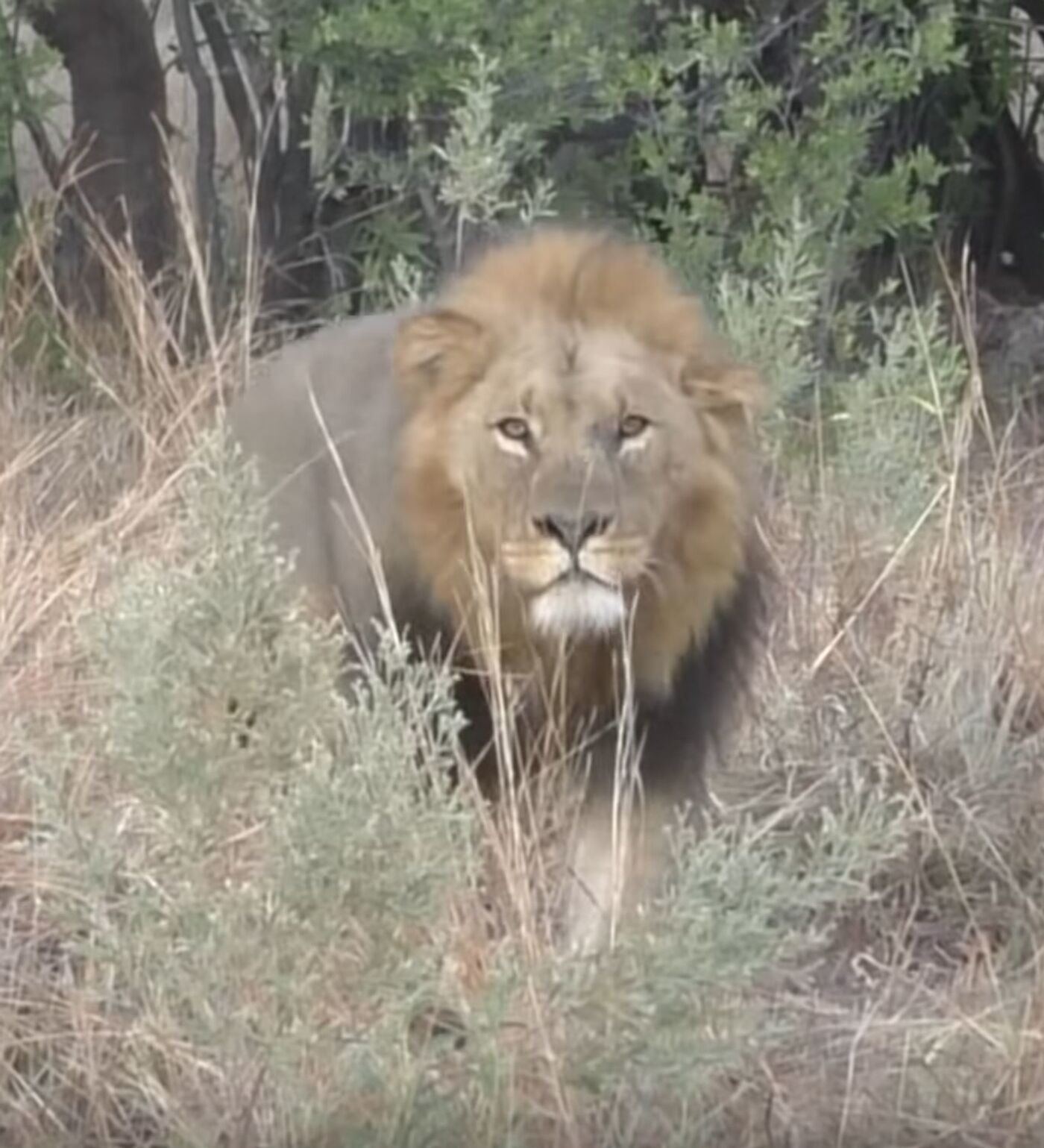 El tamaño no importa: un perro salvaje logra salir vivo de un combate con  unos leones , Sputnik Mundo