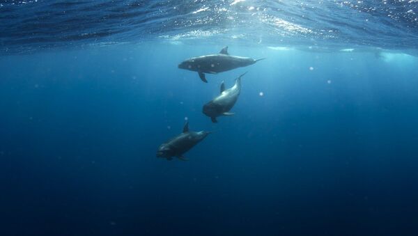 Delfines en el mar (imagen referencial) - Sputnik Mundo