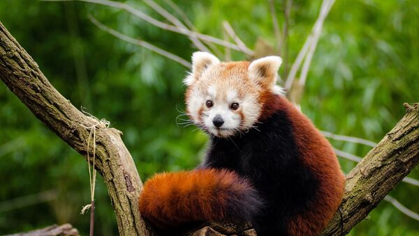 Un panda rojo, foto de archivo - Sputnik Mundo