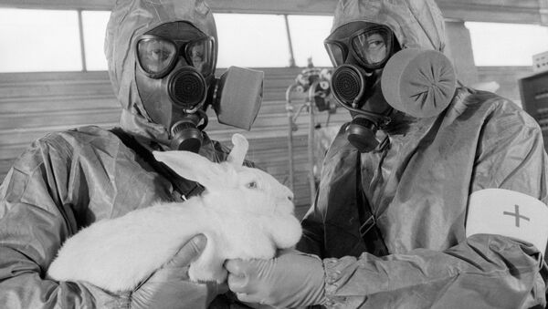 Una prueba de armas quínicas en un conejo (archivo) - Sputnik Mundo