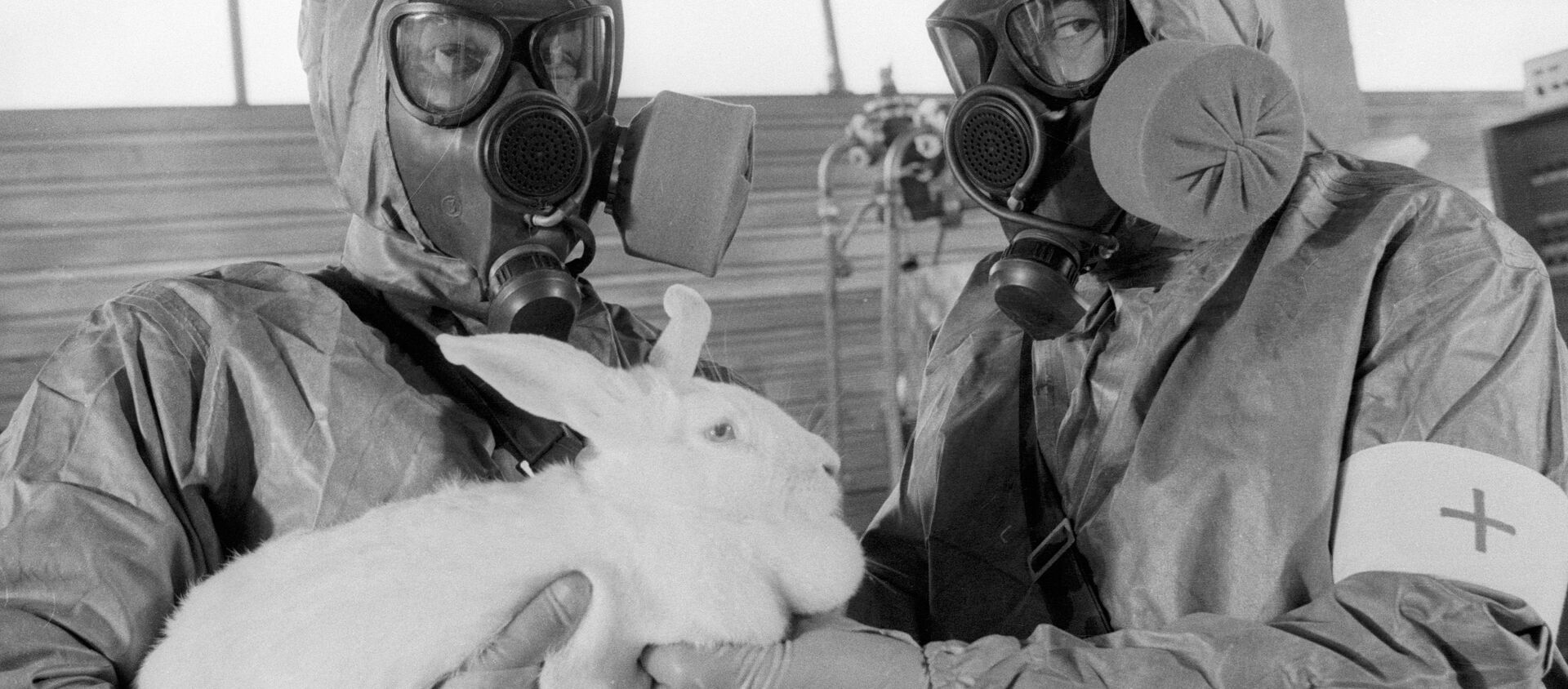 Una prueba de armas quínicas en un conejo (archivo) - Sputnik Mundo, 1920, 02.08.2020