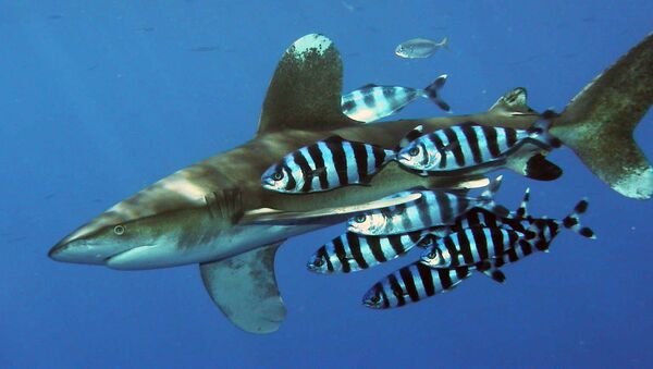 Tiburón oceánico de puntas blancas (Carcharhinus longimanus) - Sputnik Mundo