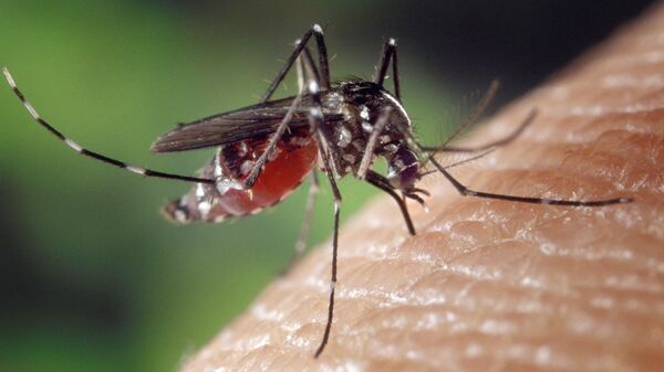 Mosquito (Imagen referencial) - Sputnik Mundo
