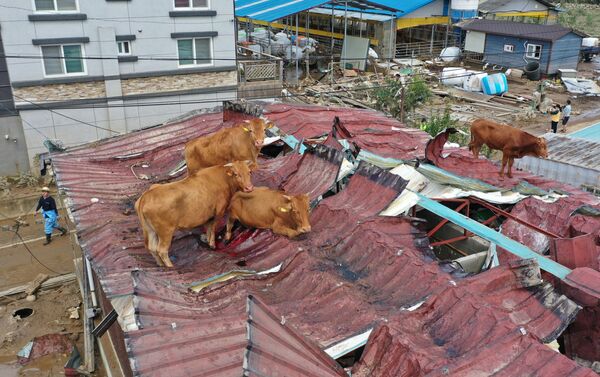 Коровы, застрявшие на крыше из-за наводнения в Южной Корее - Sputnik Mundo