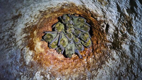 Murciélagos en una cueva - Sputnik Mundo