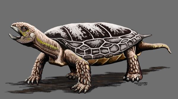 Nueva especie de tortuga de 205 millones de años es hallada en Argentina Nueva especie de tortuga de 205 millones de años es hallada en Argentina - Sputnik Mundo