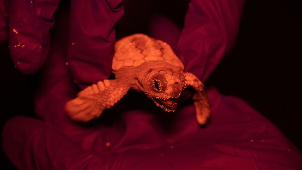 Primer nacimiento de tortugas marinas en Baleares - Sputnik Mundo