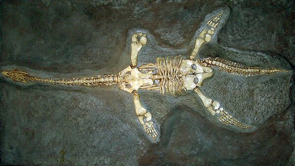 Restos fósiles de un plesiosaurio (imagen referencial) - Sputnik Mundo