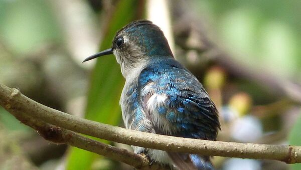 Zuzuncito ('Mellisuga helenae'), especie de colibrí que habita solo en Cuba - Sputnik Mundo