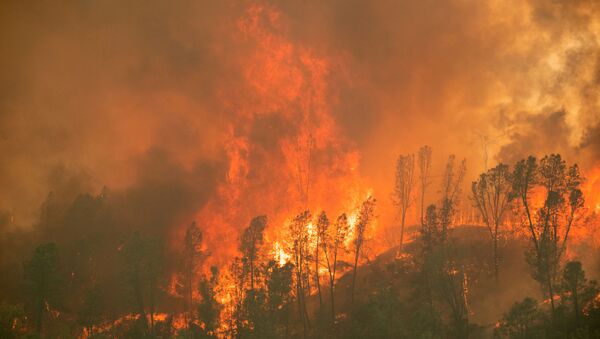 Incendios forestales en California, EEUU - Sputnik Mundo