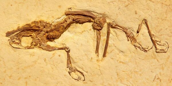 Hallan nueva especie de rana de hace 119 millones de años con la panza llena | Fotos Hallan nueva especie de rana de hace 119 millones de años con la panza llena | Fotos - Sputnik Mundo