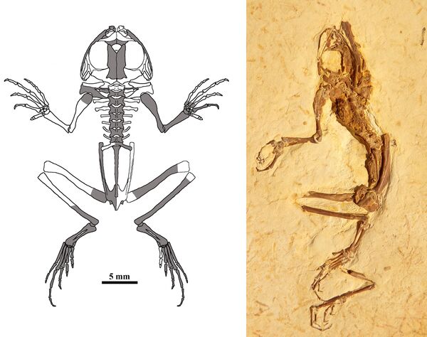 Hallan nueva especie de rana de hace 119 millones de años con la panza llena | Fotos Hallan nueva especie de rana de hace 119 millones de años con la panza llena | Fotos - Sputnik Mundo